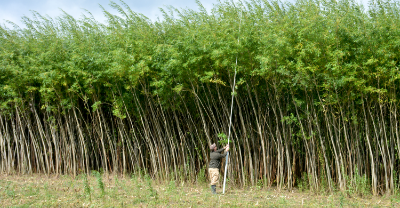 Researcher working with woody biomass in the field.